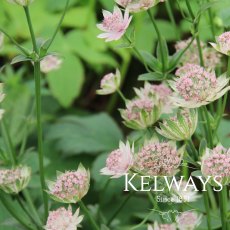 Astrantia 'Buckland' Astrantia 'Buckland'
