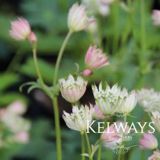 Astrantia major subsp. involucrata 'Shaggy' Astrantia major subsp. involucrata 'Shaggy'