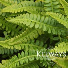 Blechnum penna-marina