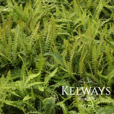 Blechnum penna-marina
