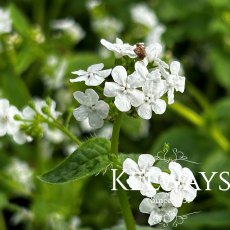 Brunnera macrophylla 'Betty Bowring' Brunnera macrophylla 'Betty Bowring'