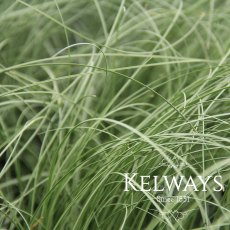 Carex comans 'Frosted Curls' Carex comans 'Frosted Curls'