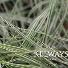 Carex oshimensis Everest ('Fiwhite' PBR) (EverColor Series) (v) (3 litre pot) Carex oshimensis Everest ('Fiwhite' PBR) (EverColor Series) (v) (3 litre pot)