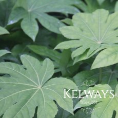 Fatsia japonica