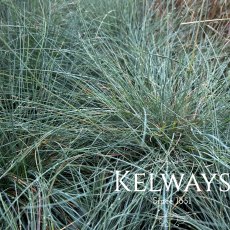 Festuca glauca Festuca glauca