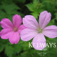 Geranium x oxonianum 'Wargrave Pink' (2 litre pot) Geranium x oxonianum 'Wargrave Pink' (2 litre pot)