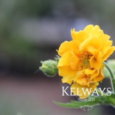 Geum 'Lady Stratheden' (d) (9cm pot)