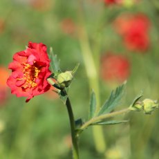 Geum 'Mrs J. Bradshaw' (d) (9cm pot)