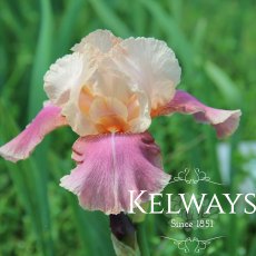 Iris 'Carnaby' (TB) Iris 'Carnaby' (TB)