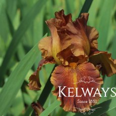 Iris 'Carnival Time' (TB) (3 litre pot) Iris 'Carnival Time' (TB) (3 litre pot)