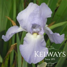 Iris 'Jane Phillips' (TB) Iris 'Jane Phillips' (TB)