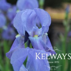 Iris pallida subsp. pallida Iris pallida subsp. pallida
