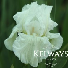 Iris 'Winter Olympics' (TB) (3 litre pot)
