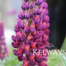 Lupinus 'Masterpiece' PBR