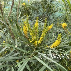 Mahonia eurybracteata subsp. ganpinensis 'Soft Caress' (3 litre pot)