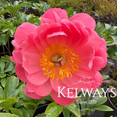 Paeonia 'Coral Sunset'