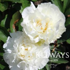 Paeonia 'Kelway's Glorious' Paeonia 'Kelway's Glorious'