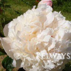 Paeonia 'Alice Harding' Paeonia 'Alice Harding'