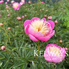 Paeonia 'Bowl of Beauty'
