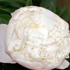Paeonia 'Bridal Gown' Paeonia 'Bridal Gown'