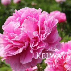 Paeonia 'Doctor Alexander Fleming' Paeonia 'Doctor Alexander Fleming'