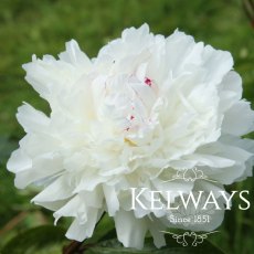 Paeonia 'Festiva Maxima' Paeonia 'Festiva Maxima'