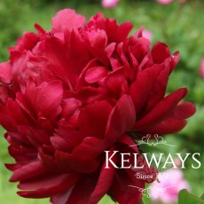 Paeonia 'Peter Brand' Paeonia 'Peter Brand'
