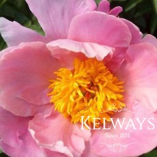 Paeonia 'Sea Shell' Paeonia 'Sea Shell'