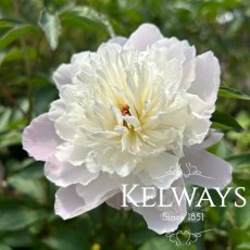 Paeonia 'Shirley Temple' Paeonia 'Shirley Temple'