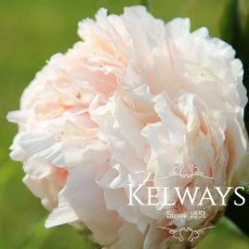 Paeonia 'Solange' Paeonia 'Solange'