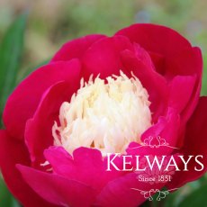 Paeonia 'White Cap' Paeonia 'White Cap'