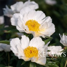 Paeonia 'White Wings' Paeonia 'White Wings'