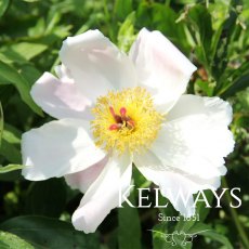 Paeonia 'White Wings' Paeonia 'White Wings'