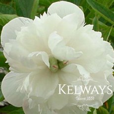 Paeonia 'officinalis Alba Plena' Paeonia 'officinalis Alba Plena'