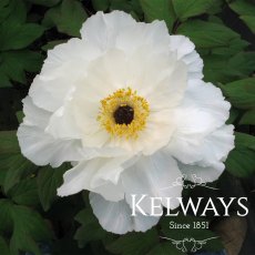 Paeonia x suffruticosa 'Shimane-hakugan' (S) Paeonia x suffruticosa 'Shimane-hakugan' (S)