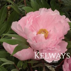 Paeonia x suffruticosa 'Yachiyo-tsubaki' (S)
