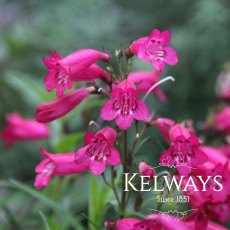 Penstemon 'Andenken an Friedrich Hahn' (9cm pot)