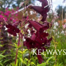 Penstemon 'Rich Ruby' (2 litre pot) Penstemon 'Rich Ruby' (2 litre pot)