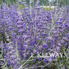 Salvia 'Blue Spire' (Pe)