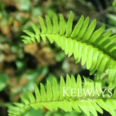 Polystichum munitum Polystichum munitum