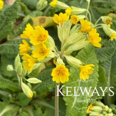 Primula veris (Pr) (9cm pot) Primula veris (Pr) (9cm pot)
