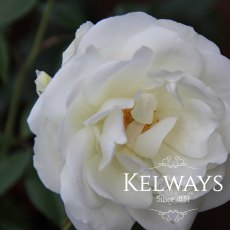 Rosa 'Climbing Iceberg' (ClF) Rosa 'Climbing Iceberg' (ClF)