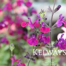 Salvia x jamensis VIOLETTE DE LOIRE ('Barsal' PBR)