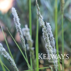 Sesleria autumnalis Sesleria autumnalis