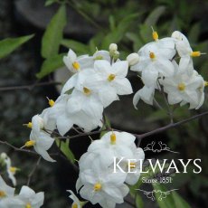 Solanum laxum 'Album' Solanum laxum 'Album'