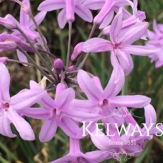 Tulbaghia violacea