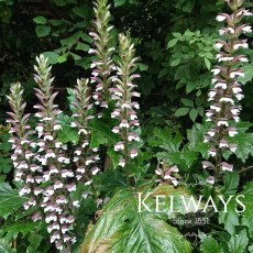 Acanthus mollis Acanthus mollis