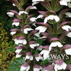 Acanthus mollis Acanthus mollis