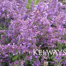 Nepeta racemosa 'Walker's Low'