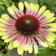 Echinacea purpurea 'Green Twister' Echinacea purpurea 'Green Twister'
